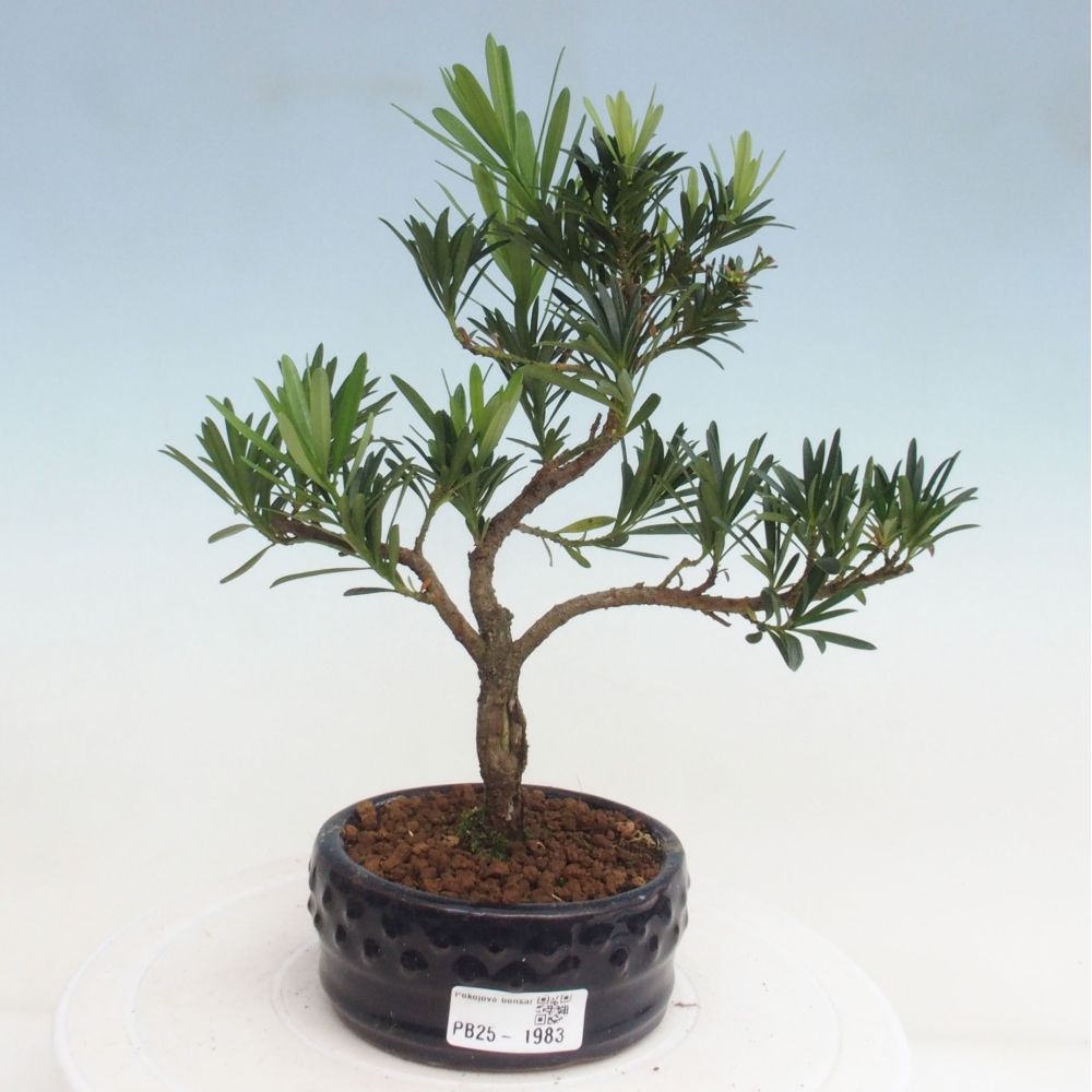 Indoor bonsai - Podocarpus - Stone thous