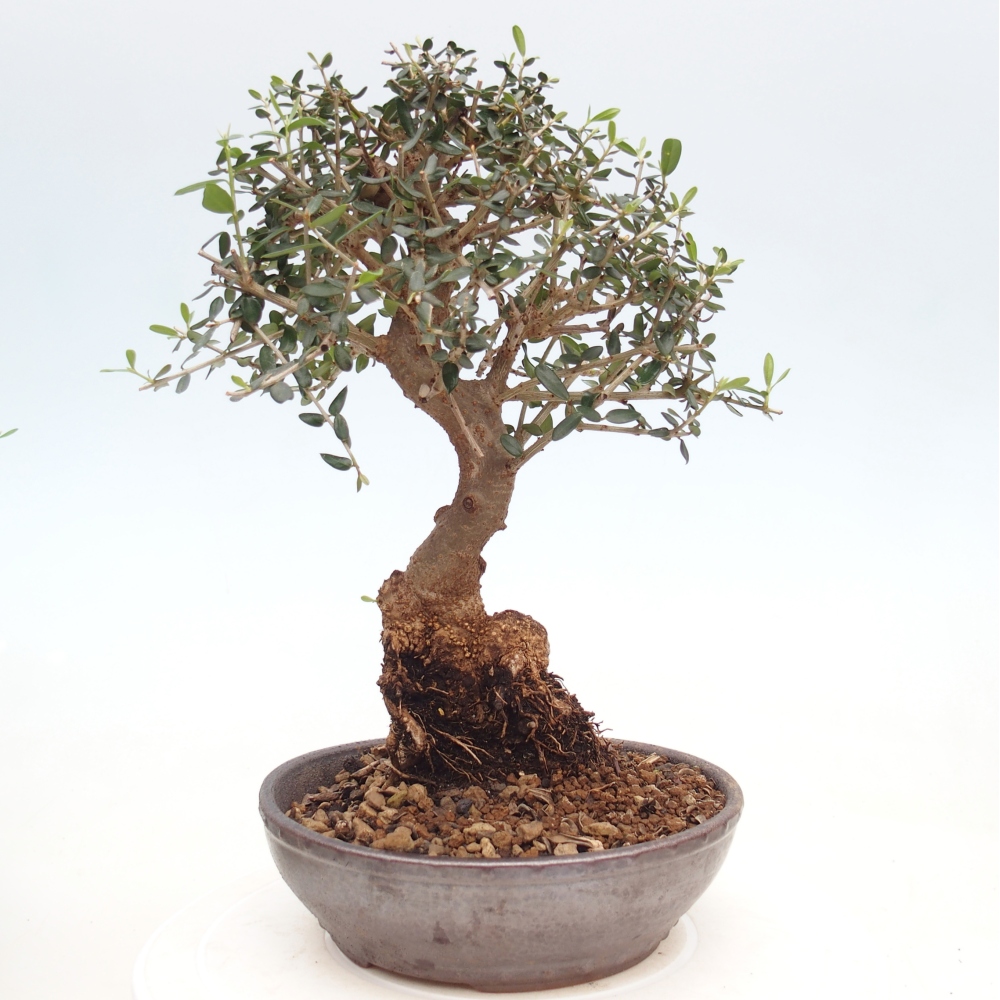 Indoor bonsai - Olea europaea sylvestris