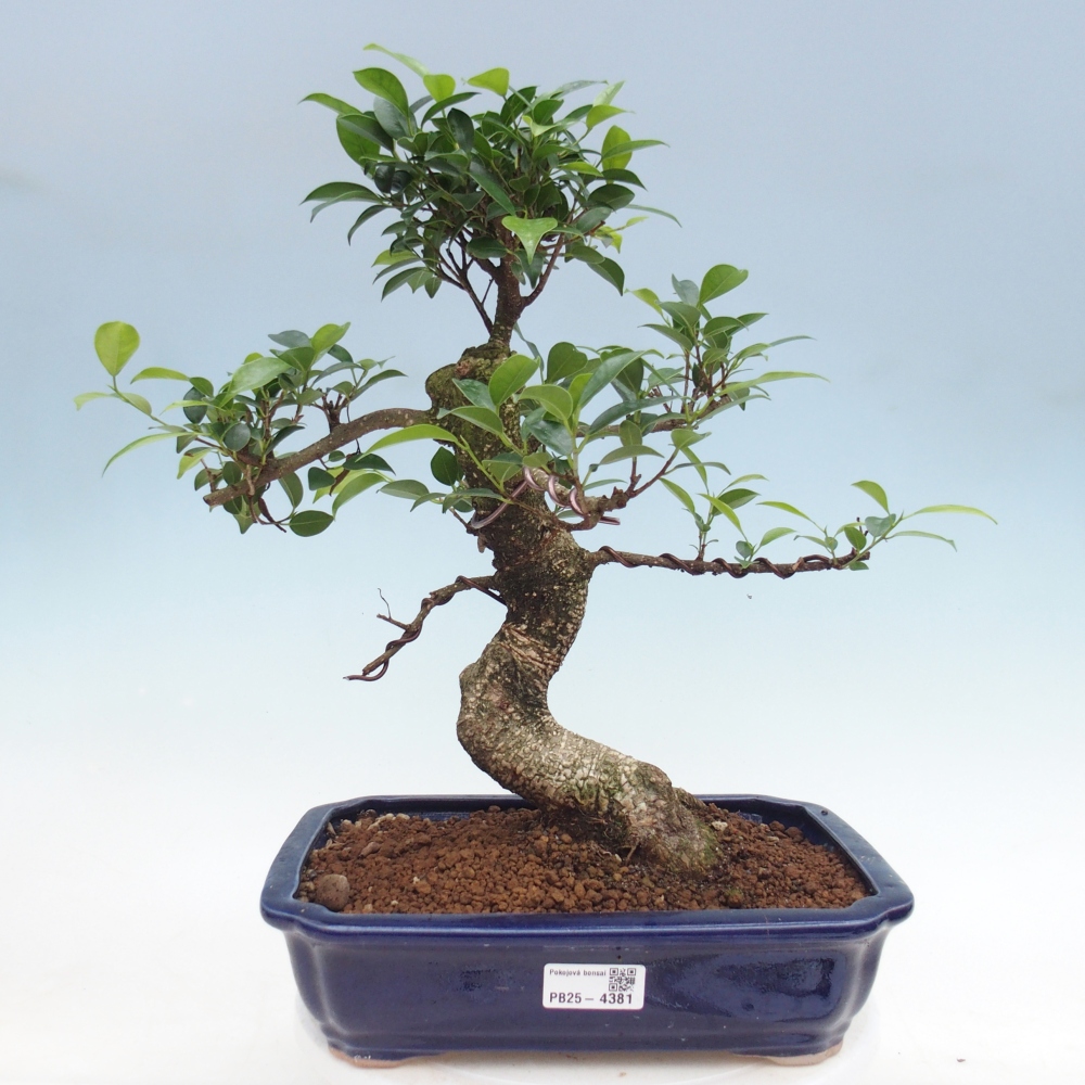 Room bonsai - Ficus kimmen - small-leaved ficus
