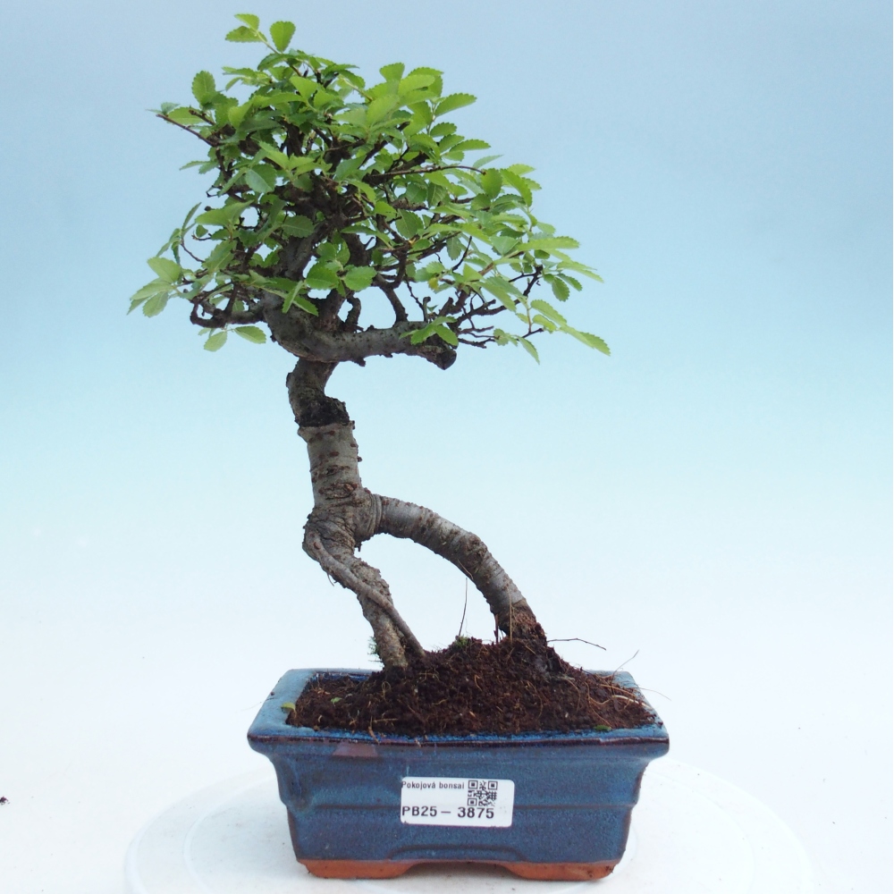 Room bonsai - Ulmus parvifolia - Small-leaved elm