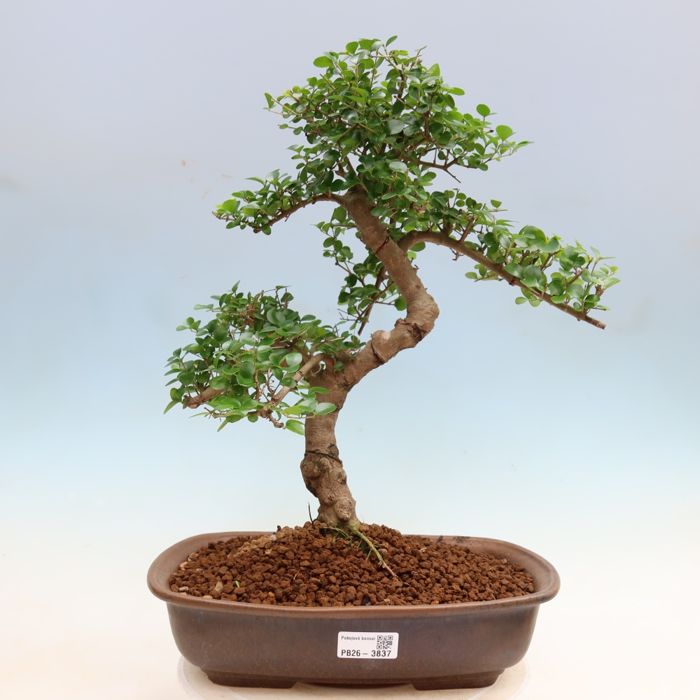 Room bonsai -Ligustrum retusa - small-leaved bird's beak