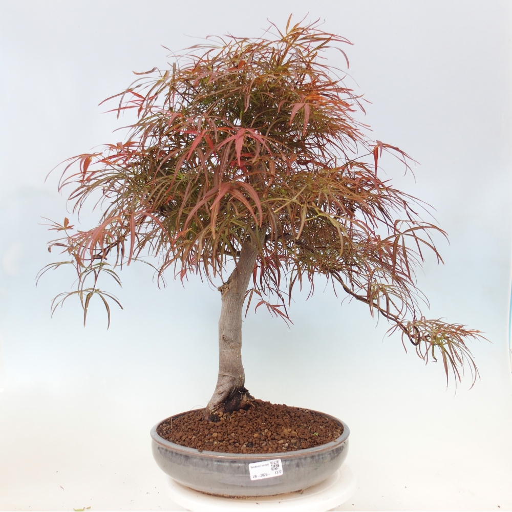 Outdoor bonsai - Acer palmatum RED PYGMY