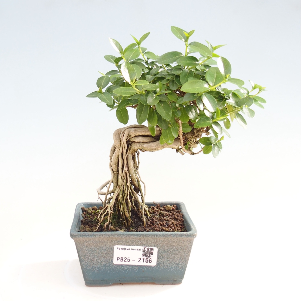 Indoor bonsai - Premna serratifolia - Kozlovon small-leaved
