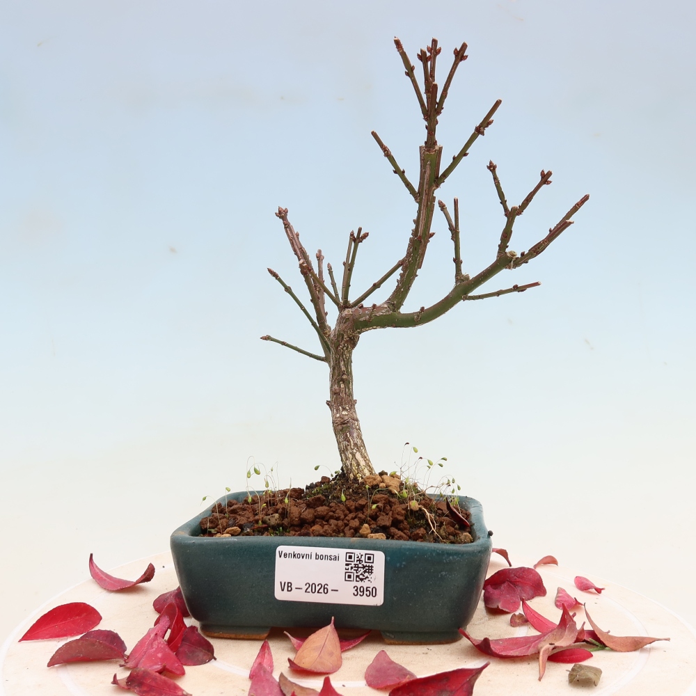 Outdoor bonsai -  Euonymus alatus comactus  - winged spindle tree