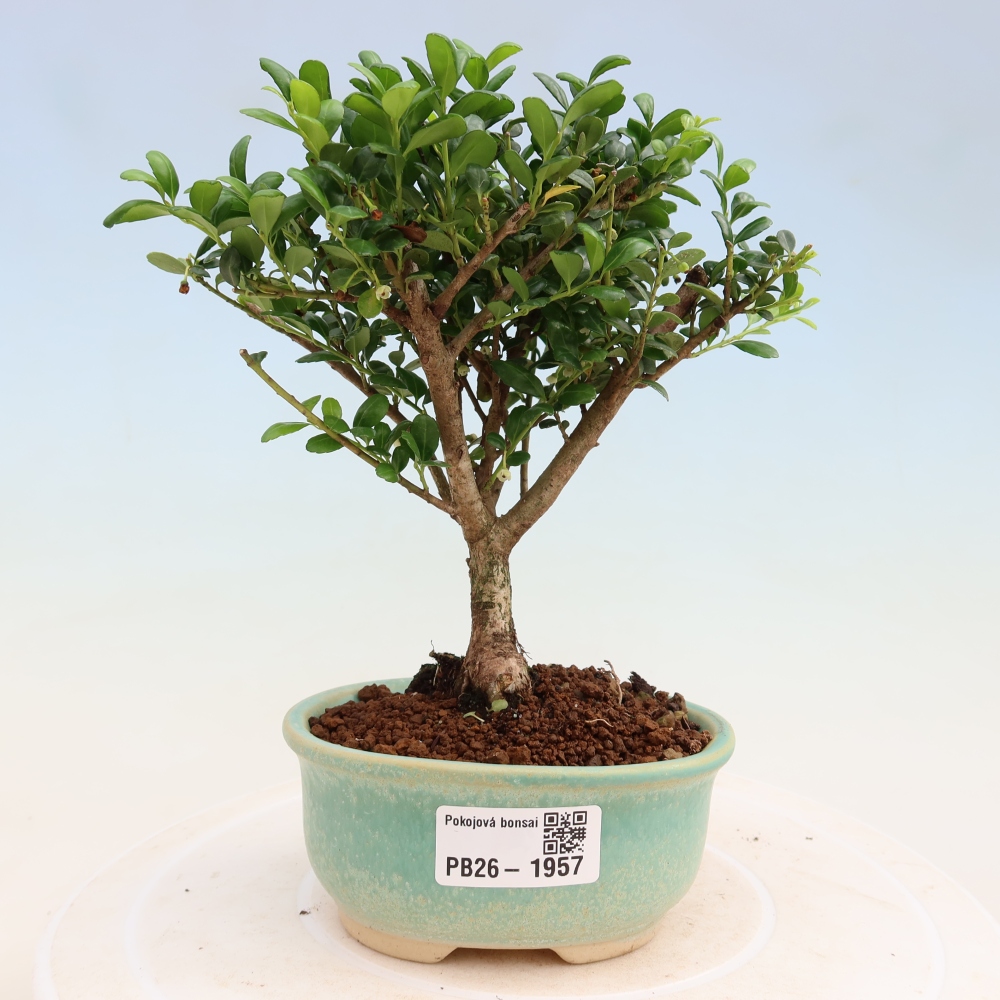 Room bonsai - Ilex crenata - Holly