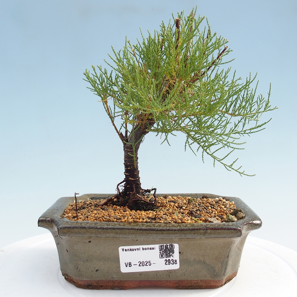 Outdoor bonsai - Tamarix - Tamarix
