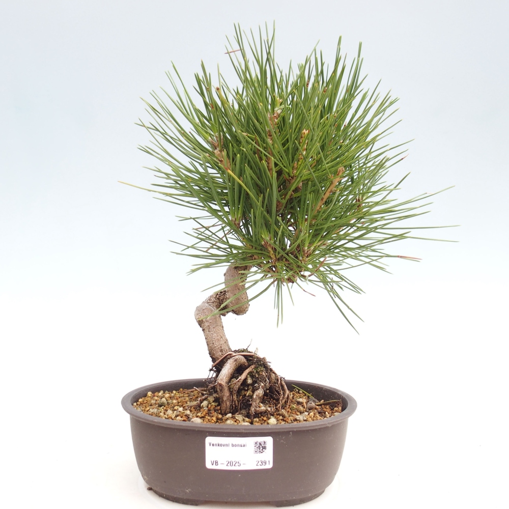 Outdoor bonsai - Pinus thunbergii - Thunbergia pine