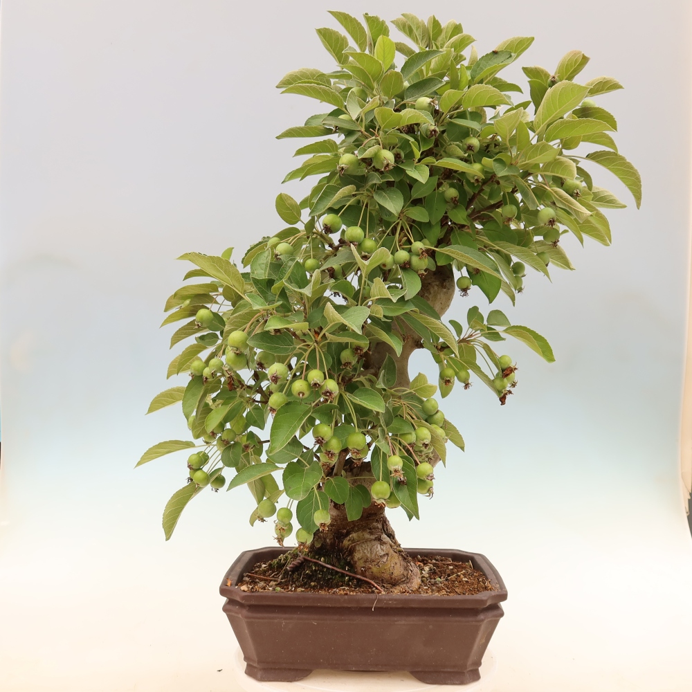 Outdoor bonsai -Malus halliana - Small-fruited apple tree