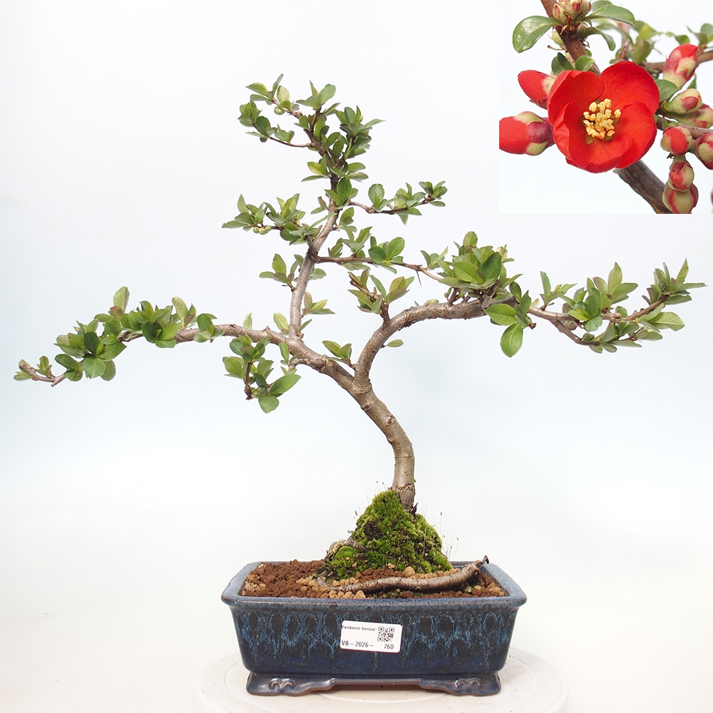 Outdoor bonsai - Chaneomeles sup. Nicoline - Quince