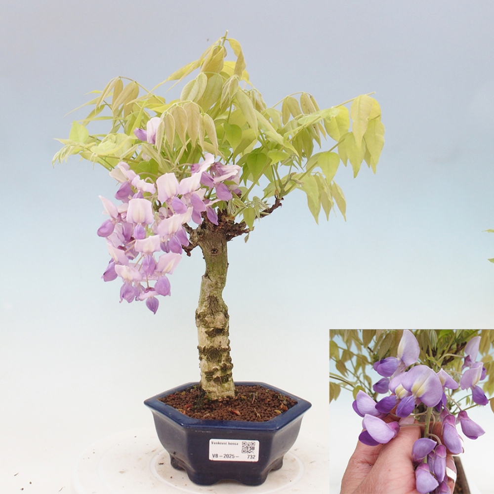 Outdoor bonsai - Wisteria floribunda - Wisteria floribunda