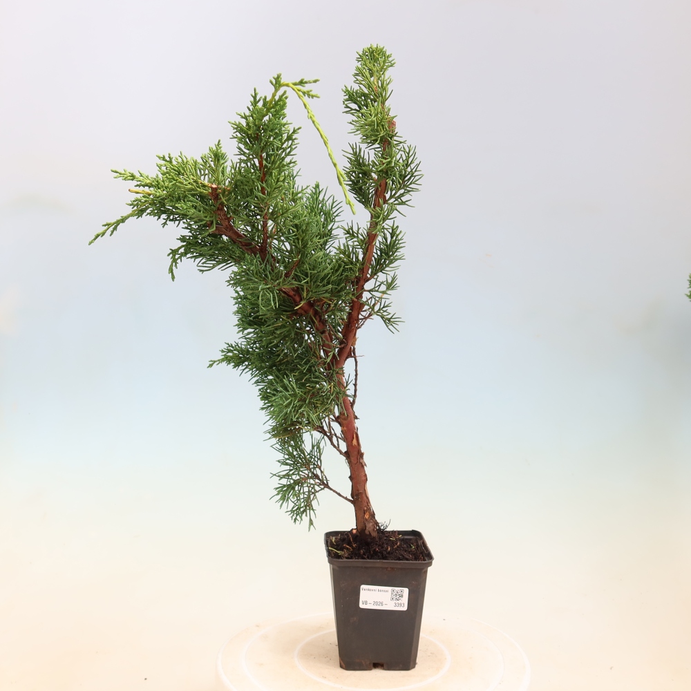 Outdoor bonsai - Juniperus chinensis Kishu