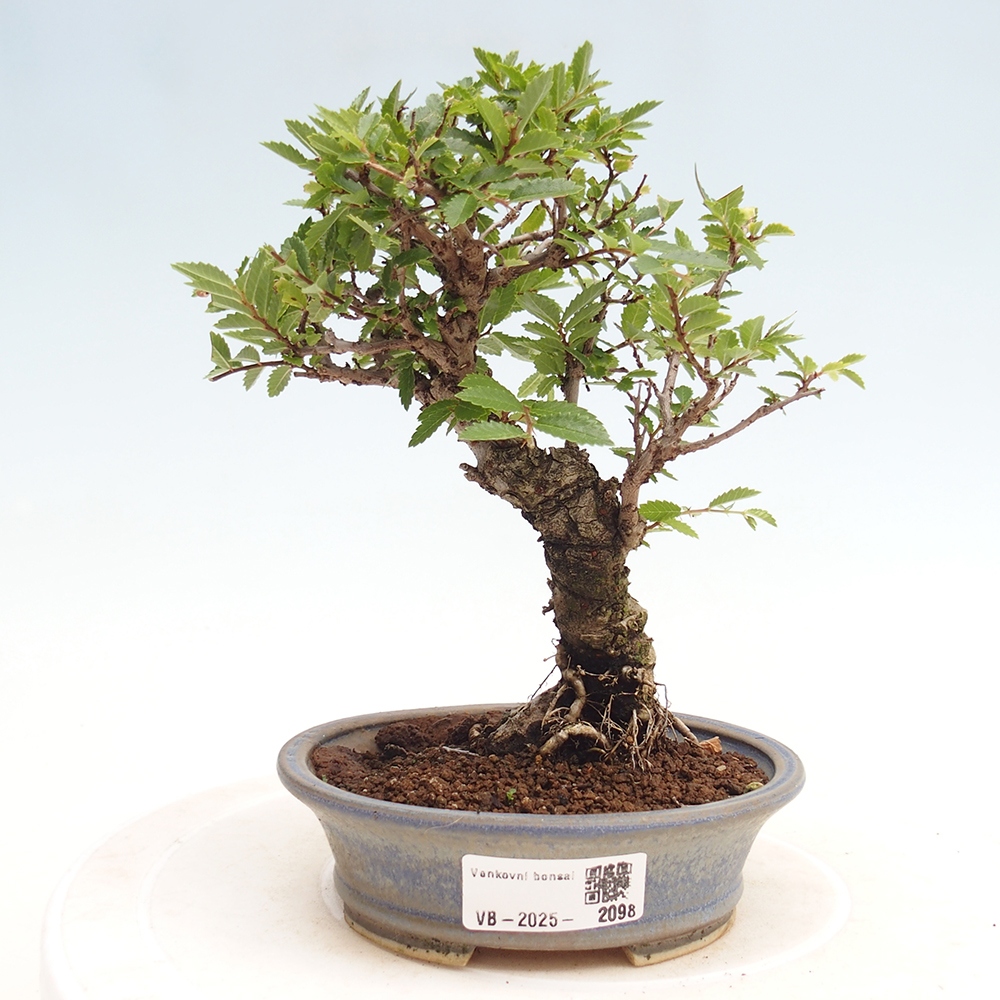 Outdoor bonsai - Zelkova - Zelkova NIRE