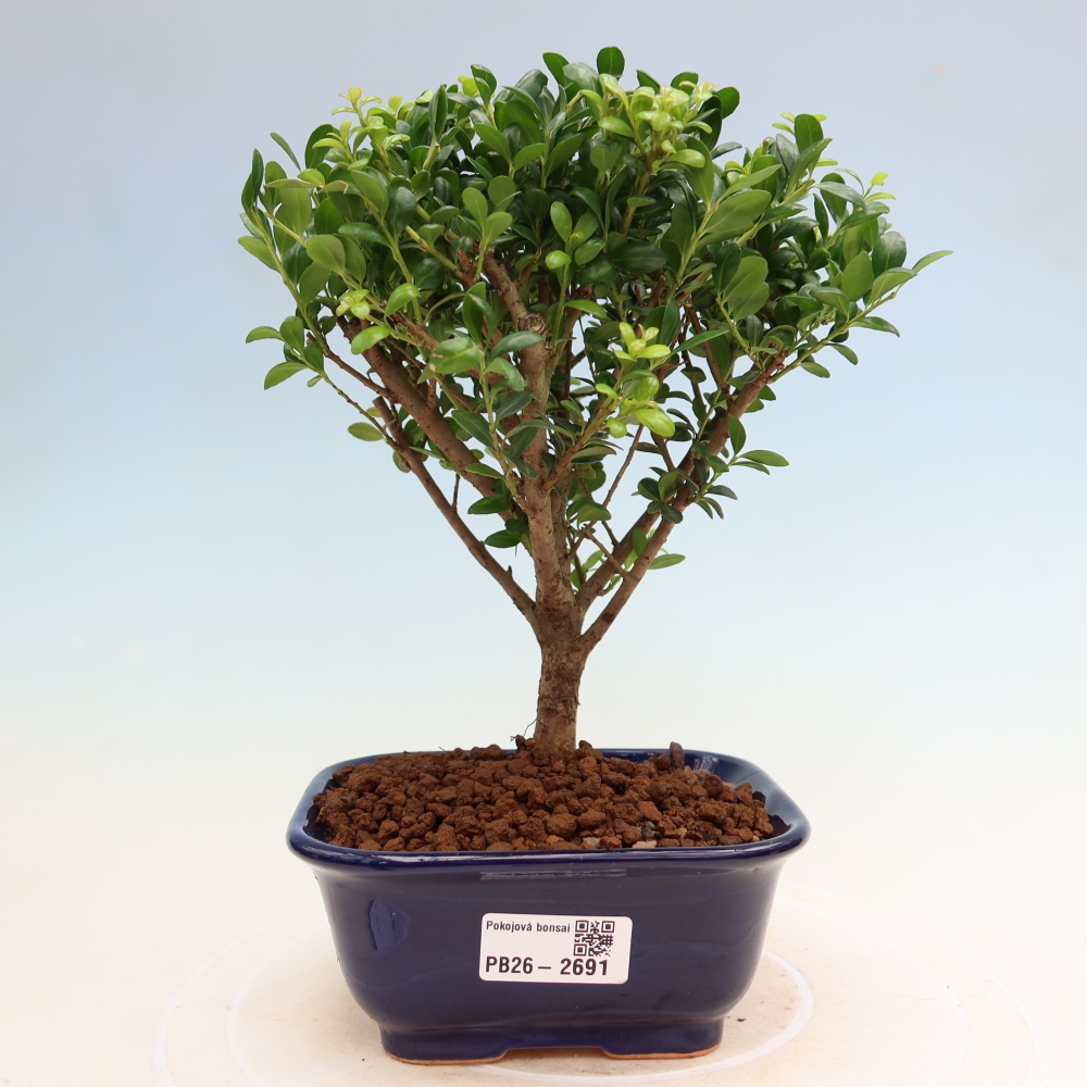 Room bonsai - Ilex crenata - Holly