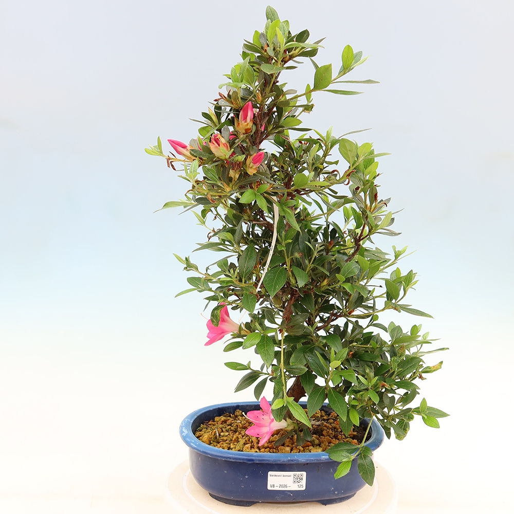 Outdoor bonsai - Japanese Azalea - Azalea Yoko