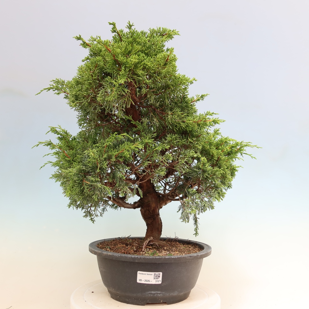 Outdoor Bonsai - Juniperus chinensis Itoigawa - Chinese Juniper
