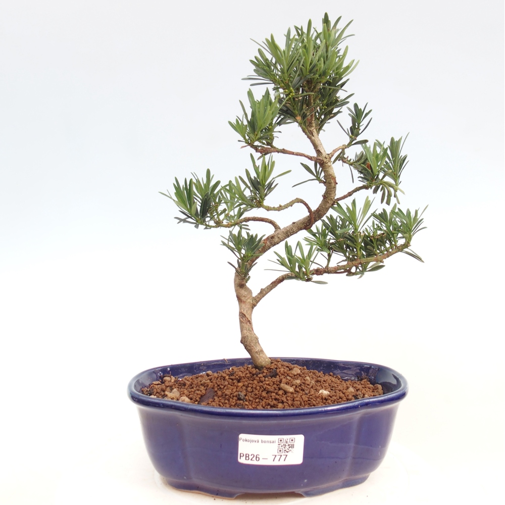 Room bonsai - Podocarpus - Stone Yew