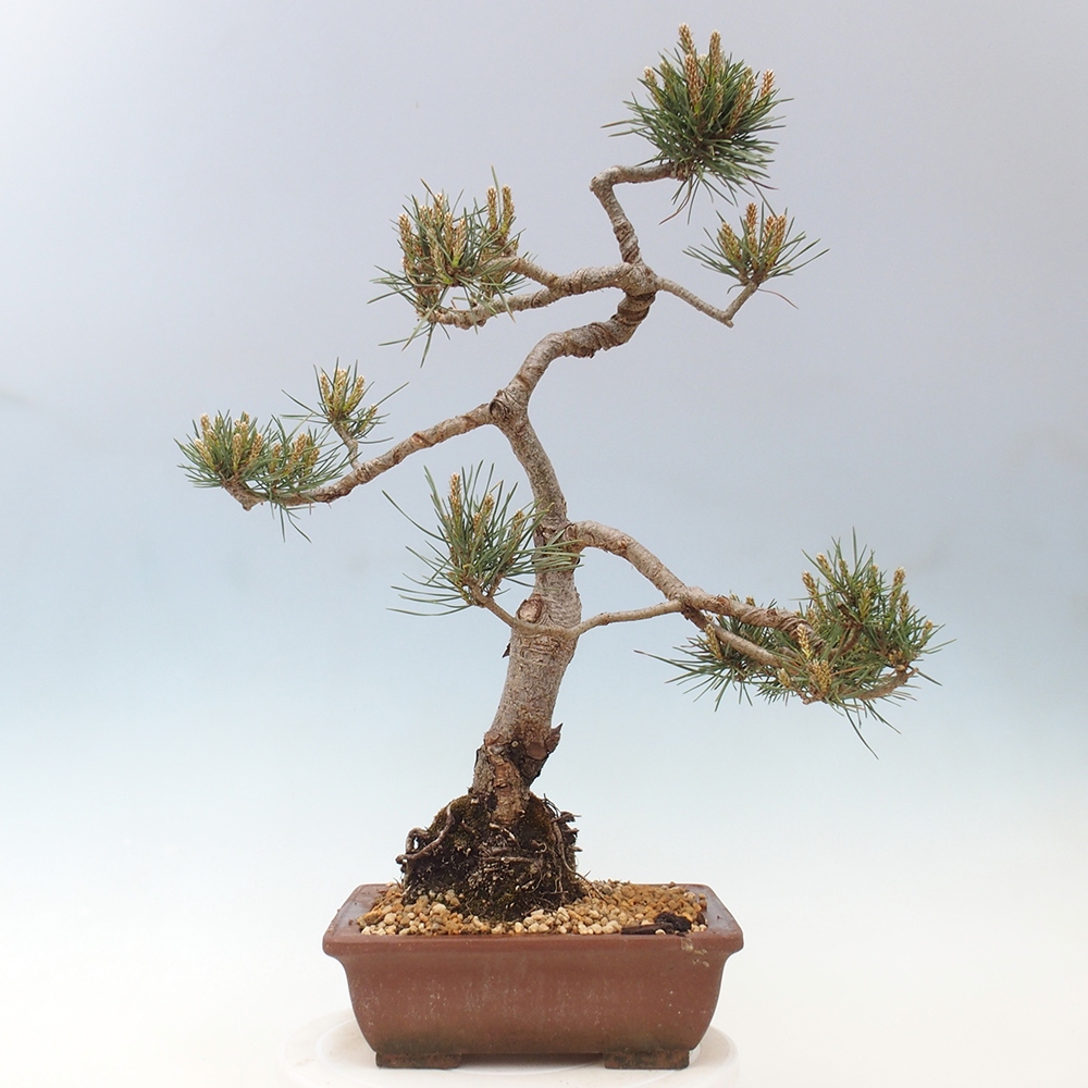 Outdoor bonsai - Pinus Sylvestris - Scots pine