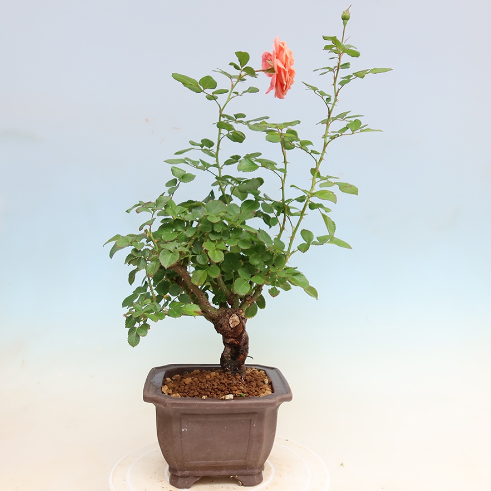 Outdoor Bonsai - Rosa Kordes - Rose