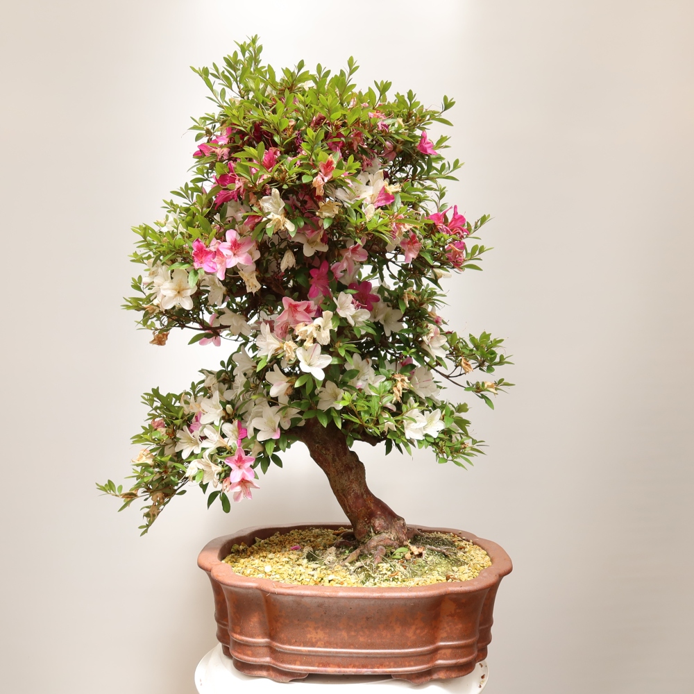 Outdoor bonsai - Japanese Azalea - Azalea Shunen