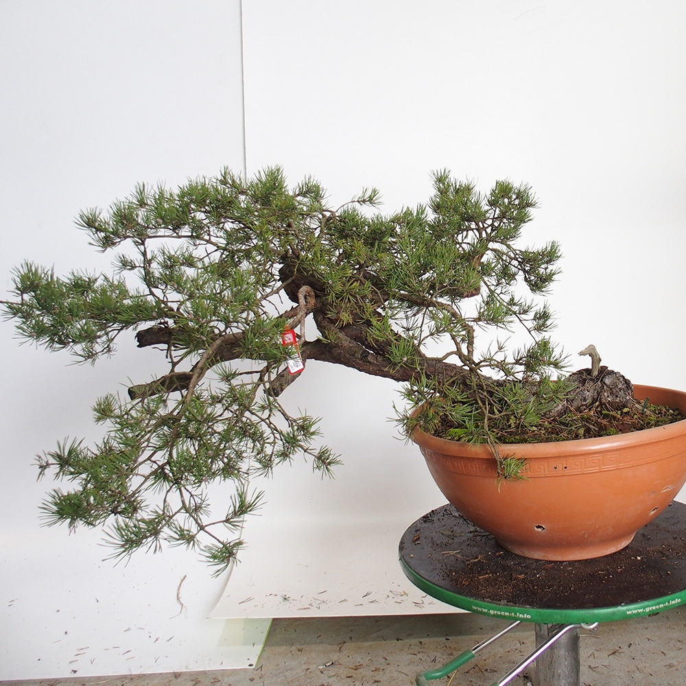Yamadori - Pinus sylvestris Spain