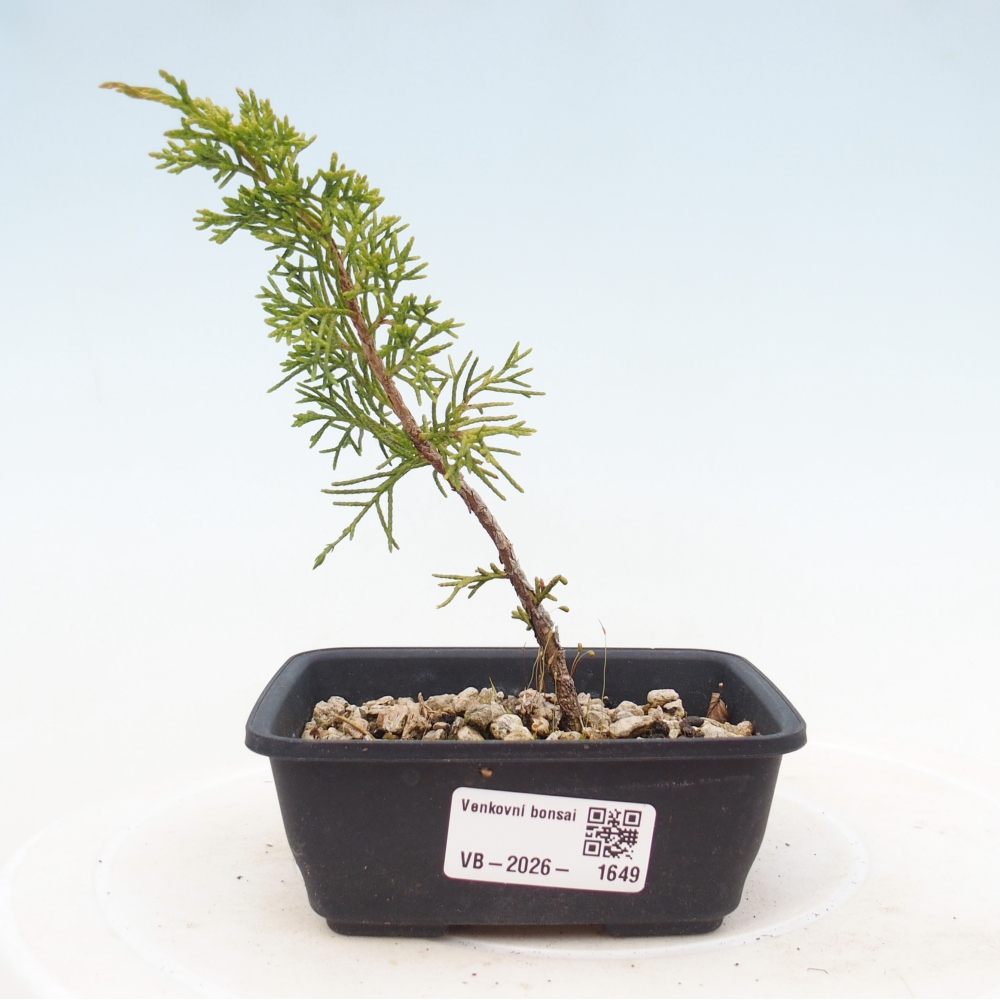 Outdoor bonsai - Juniperus chinensis Itoigawa