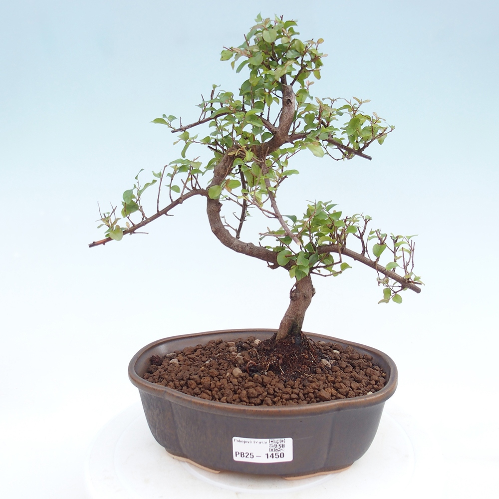 Indoor bonsai - Sagerécie thea - Sagerécie thea