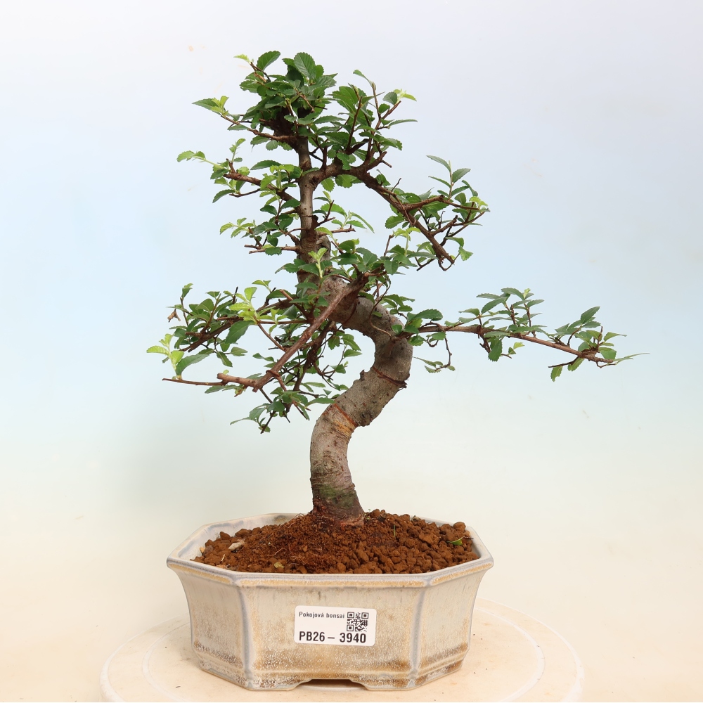 Room bonsai - Ulmus parvifolia - Small-leaved elm