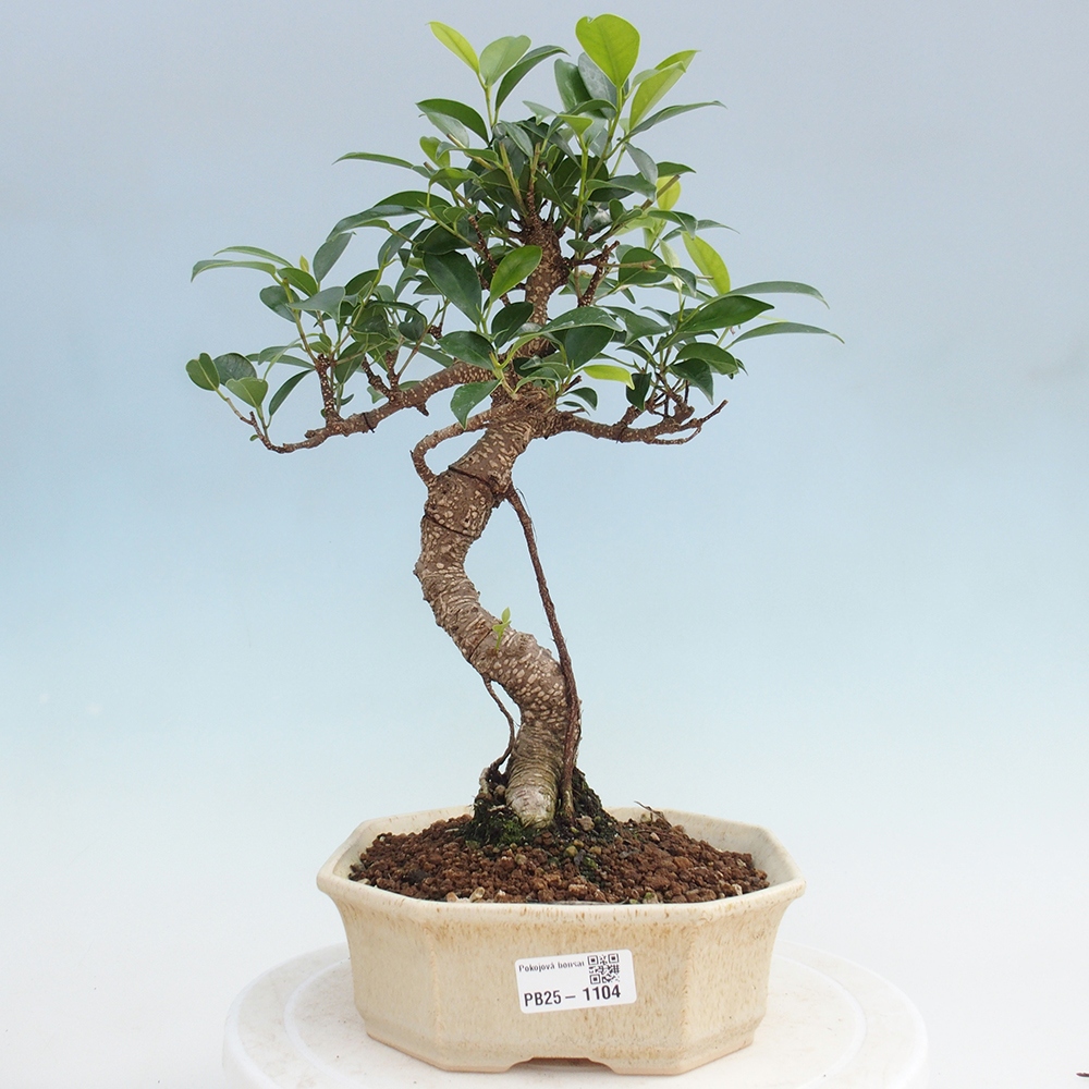 Indoor bonsai - Ficus retusa - small ficus