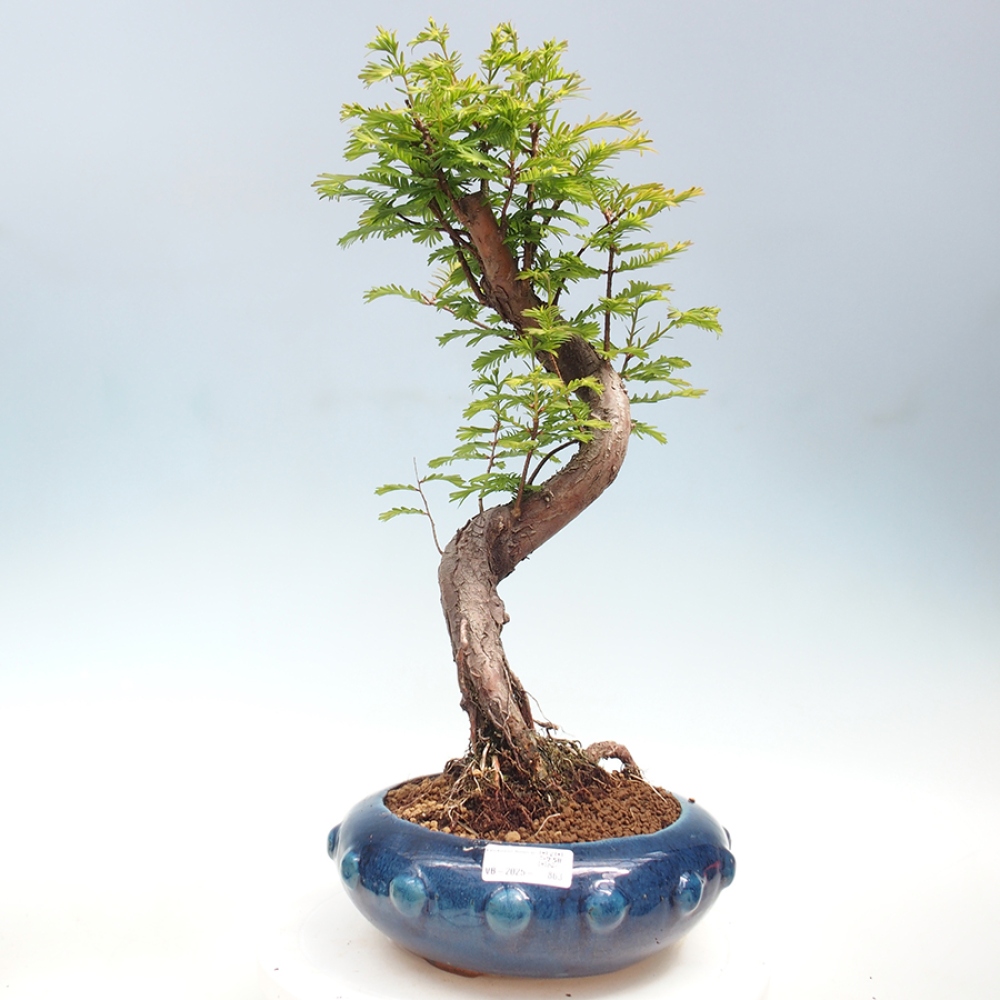 Outdoor bonsai - Metasequoia glyptostroboides - Chinese Metasequoia