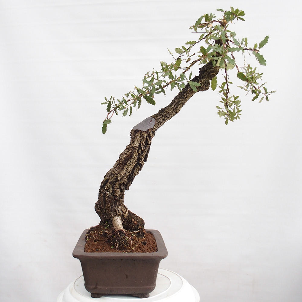 Yamadori - Quercus Ilex - Oak holly