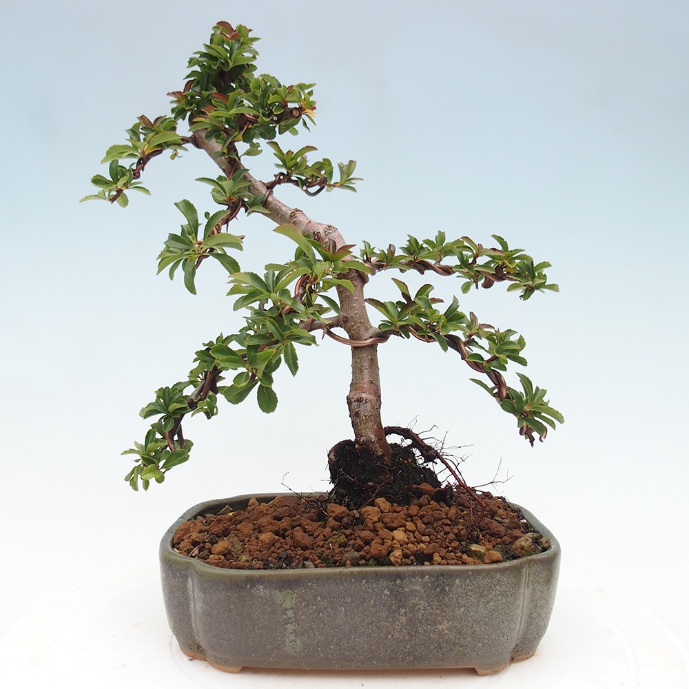 Outdoor bonsai-Pyracantha Teton -Hlox