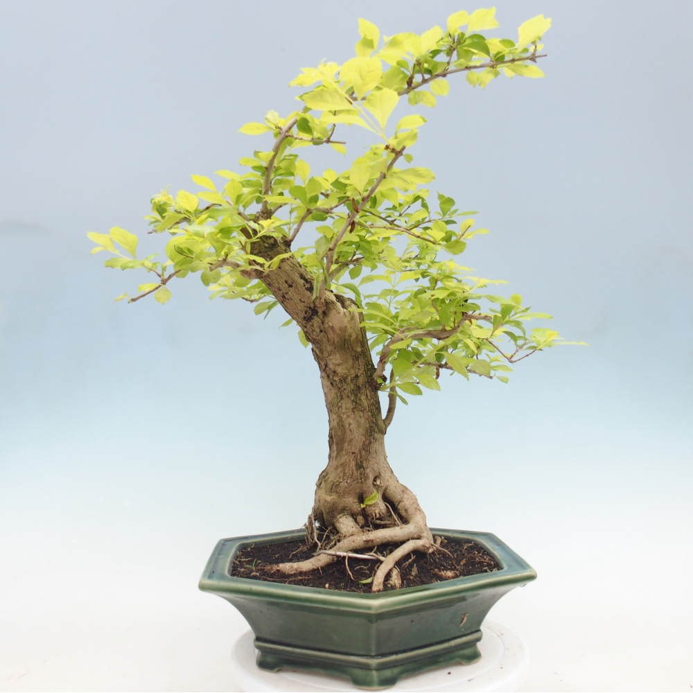 Room bonsai - Duranta erecta Aurea