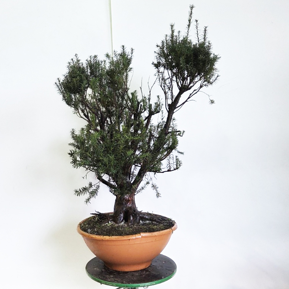 Outdoor bonsai Red Yew - Taxus bacata
