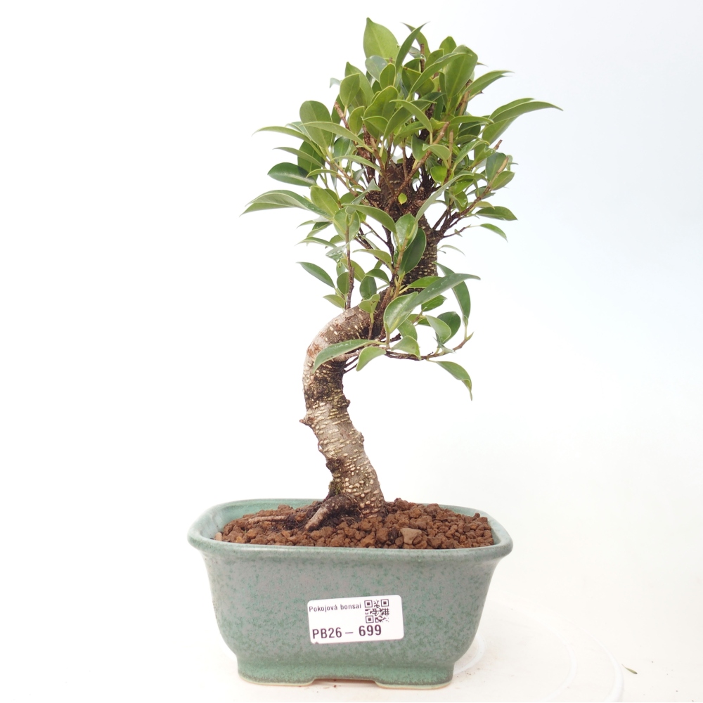 Room bonsai - Ficus retusa - small-leaved ficus