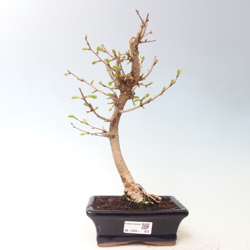 Outdoor bonsai -Pseudolarix amabis-Pseudolarix amabis