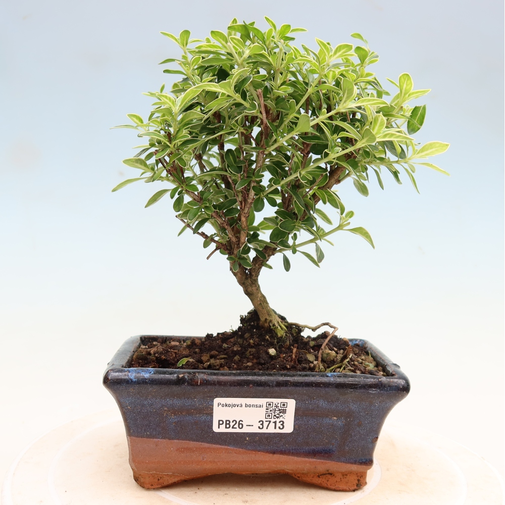 Indoor Bonsai - Serissa foetida Variegata - Tree of a Thousand Stars