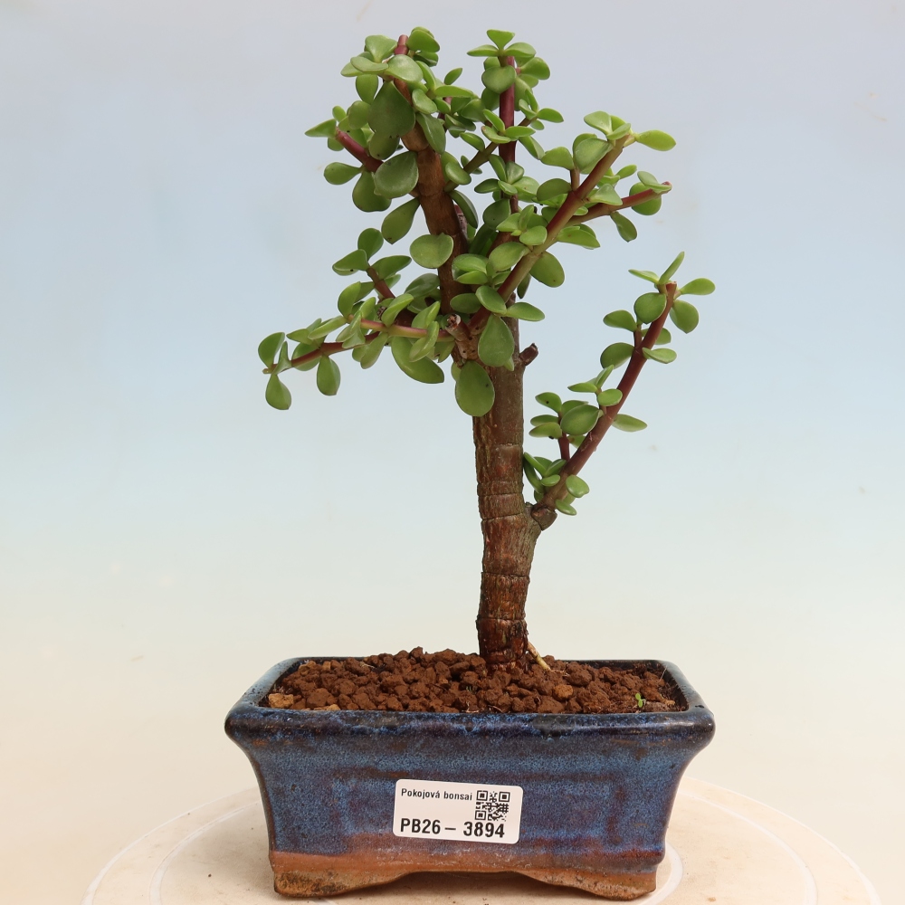 Room bonsai - Portulakaria Afra - Tlustice
