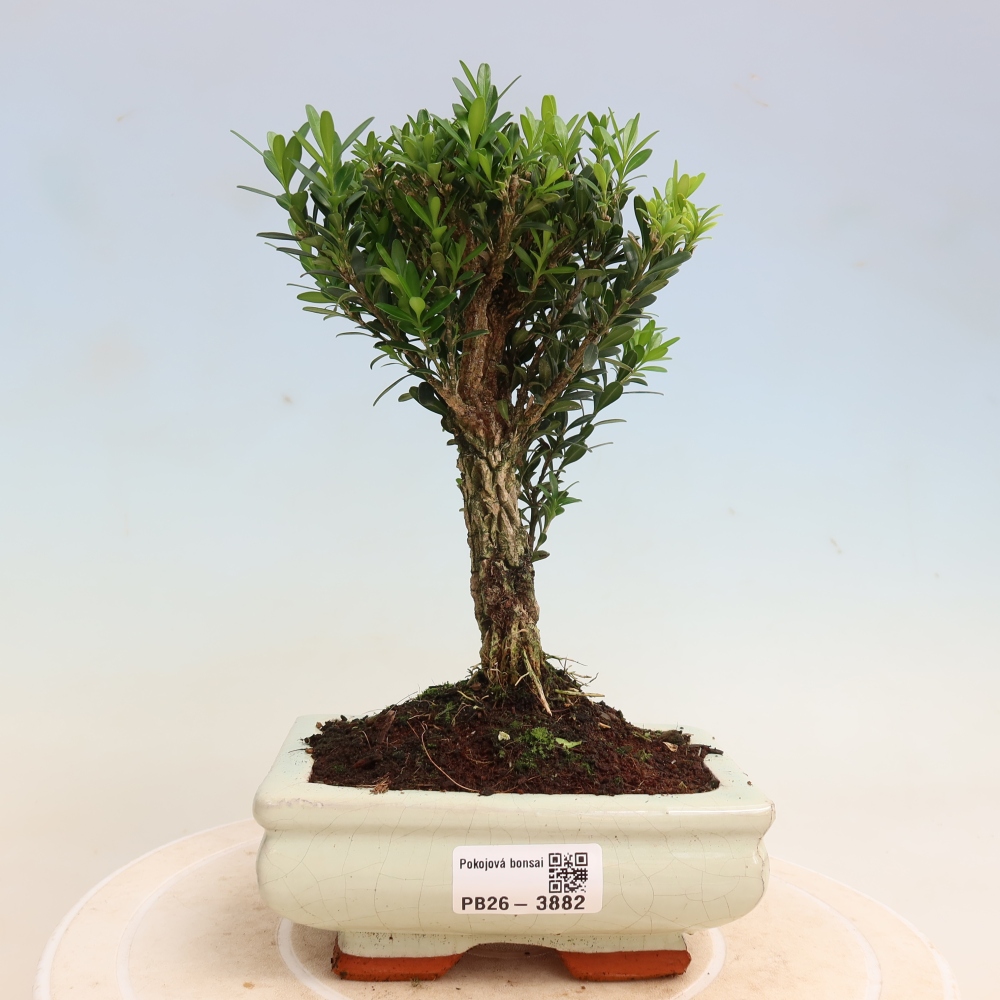 Room bonsai - Buxus harlandii - cork buxus