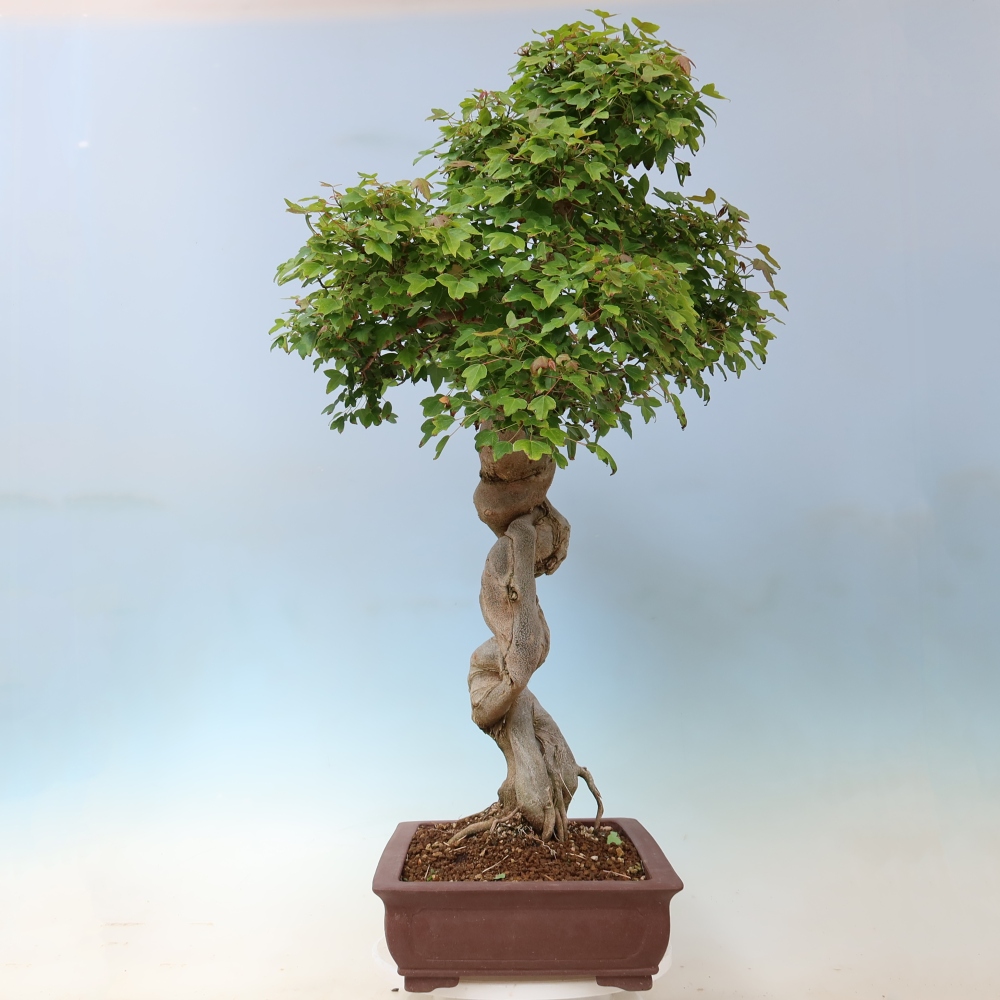Outdoor bonsai - Acer Buergerianum - Burger Maple