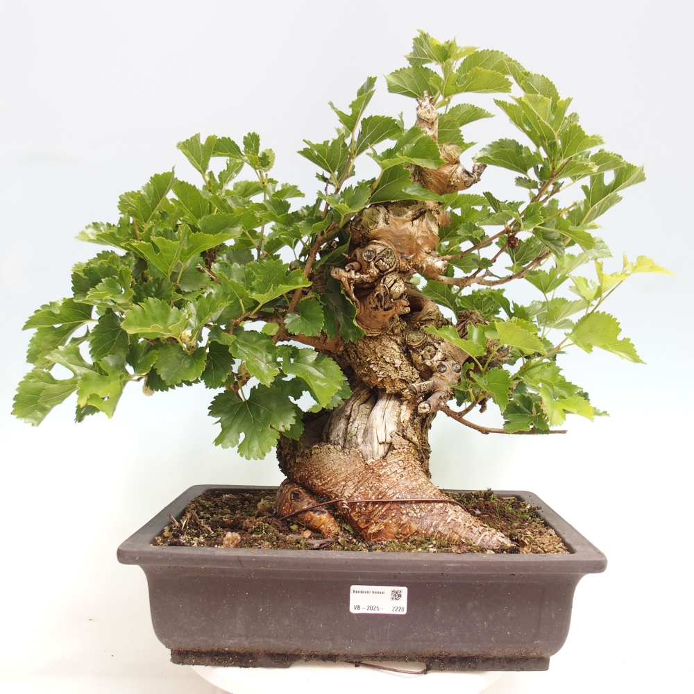 Outdoor bonsai - Morus alba - mulberry