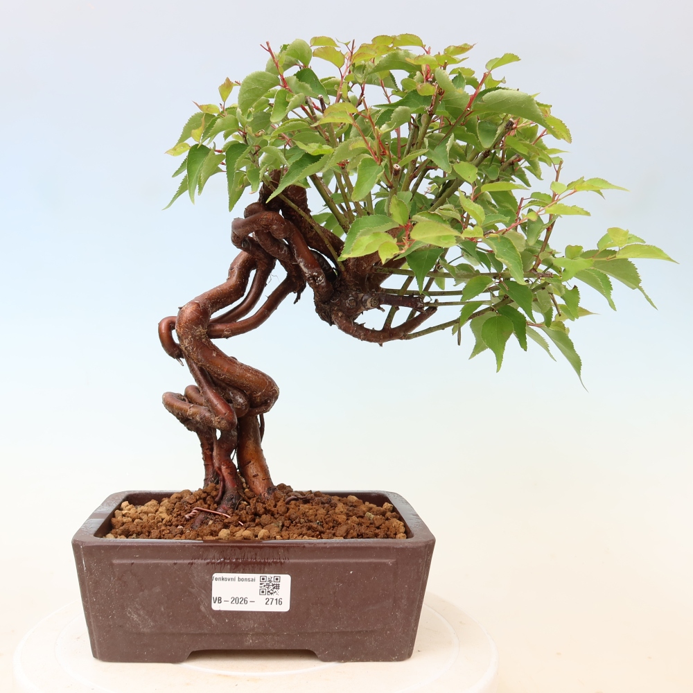 Outdoor Bonsai - Japanese Apricot - Prunus Mume