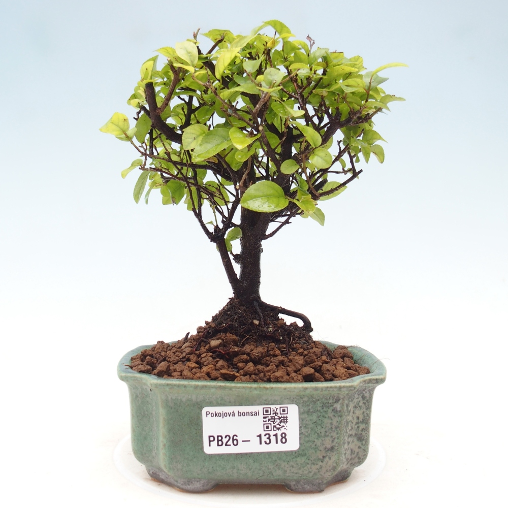 Room bonsai - Sageretia thea - Sageretia thea