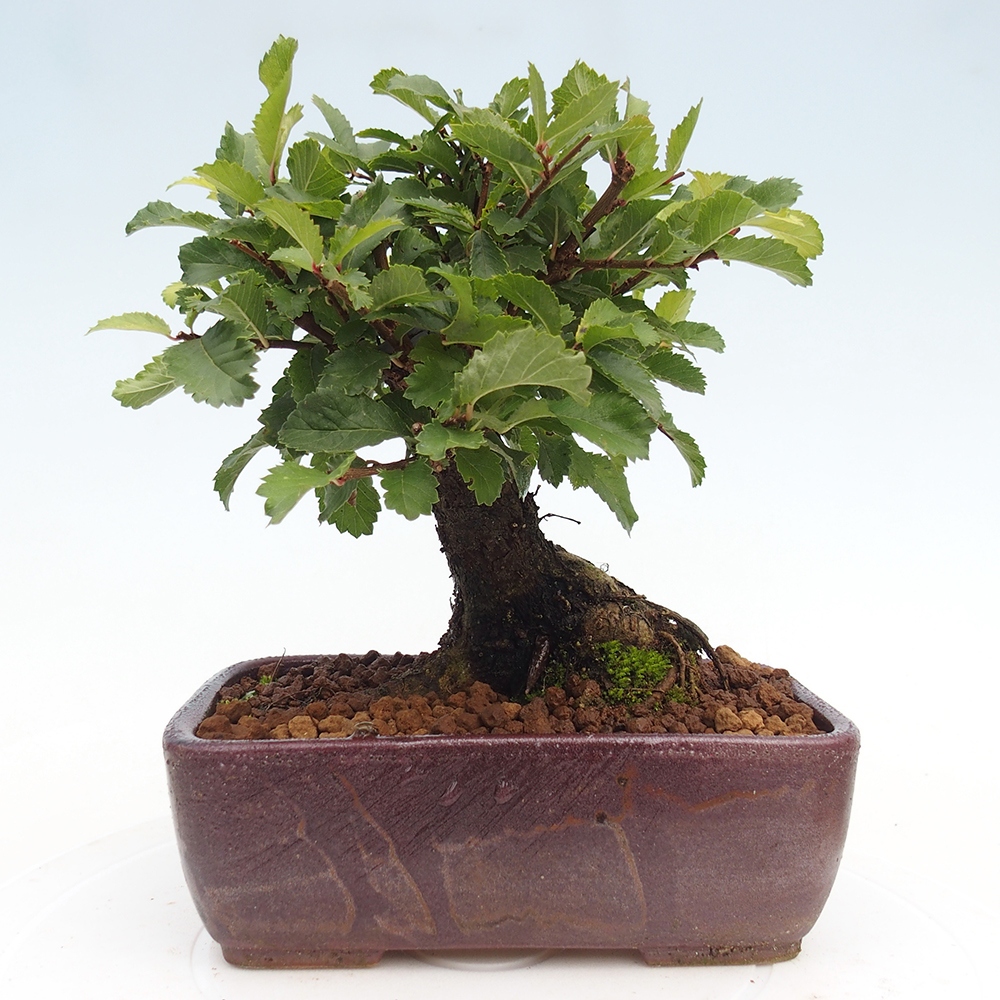 Outdoor bonsai - Zelkova - Zelkova NIRE