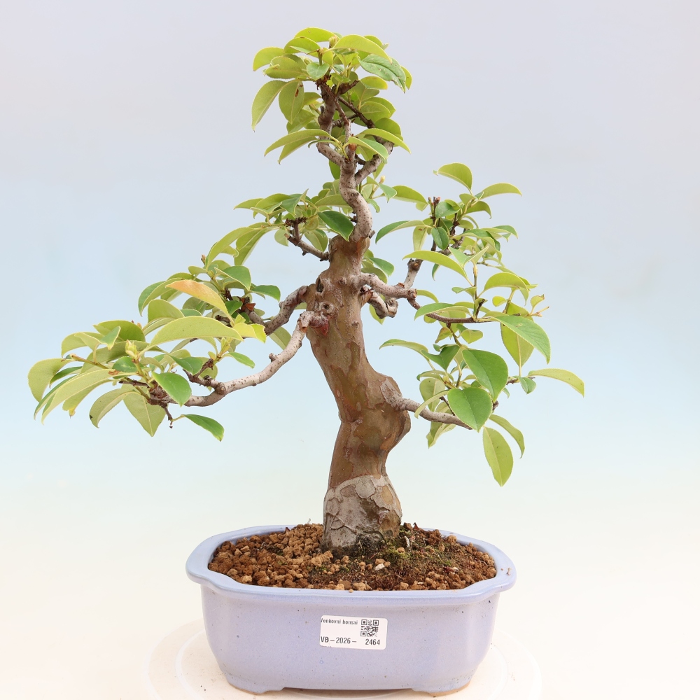 Outdoor bonsai - Pseudocydonia sinensis - Chinese quince