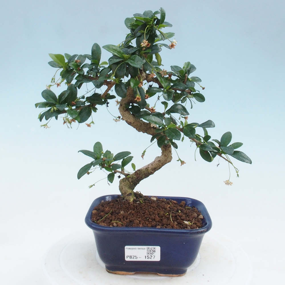 Indoor bonsai - Carmona macrophylla - Fuki tea