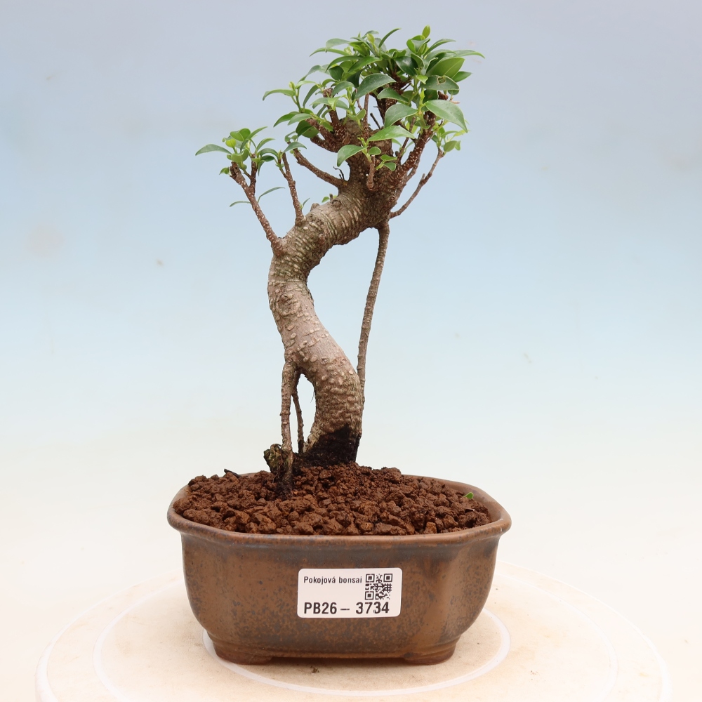 Room bonsai - Ficus kimmen - small-leaved ficus