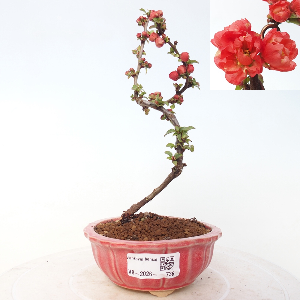 Outdoor bonsai - Chaneomeles s. Red Joy - Quince