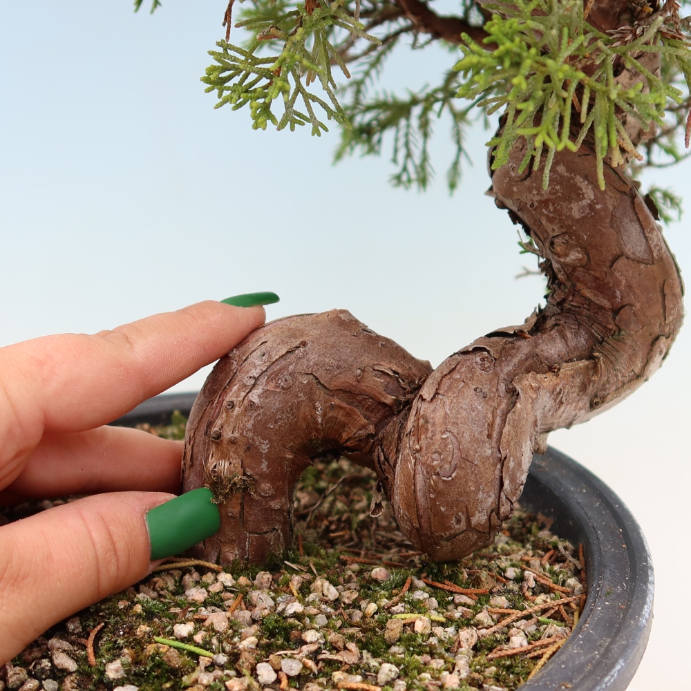 Outdoor Bonsai - Juniperus chinensis Itoigawa - Chinese Juniper