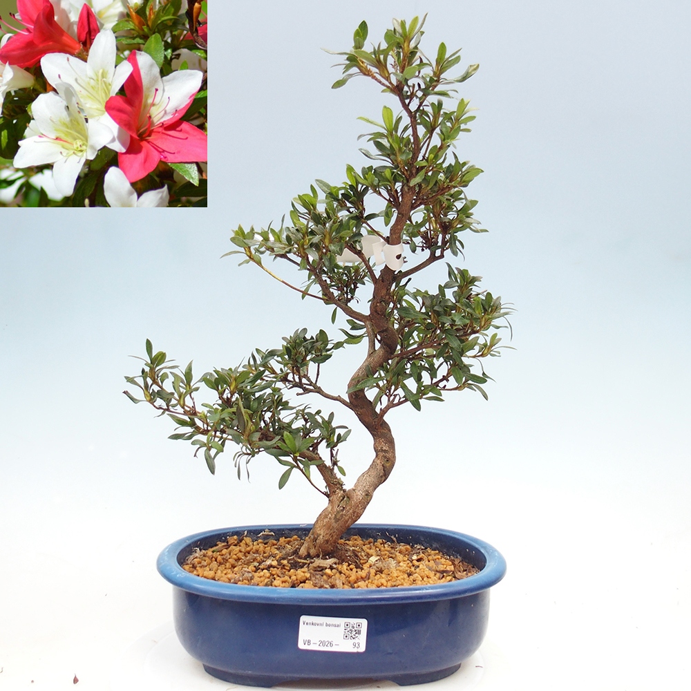 Outdoor bonsai - Japanese azalea - Azalea CHIHIRO