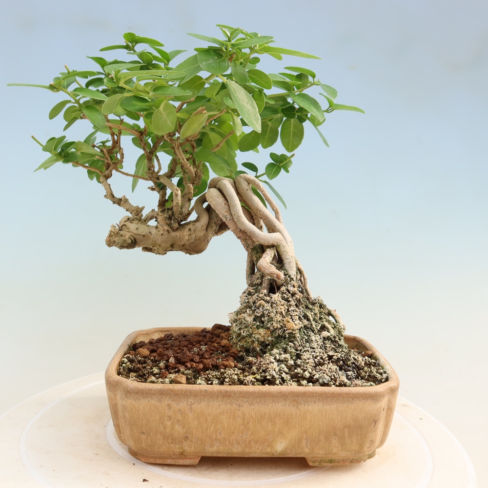 Indoor bonsai - Premna serratifolia - Kozlovna malolista